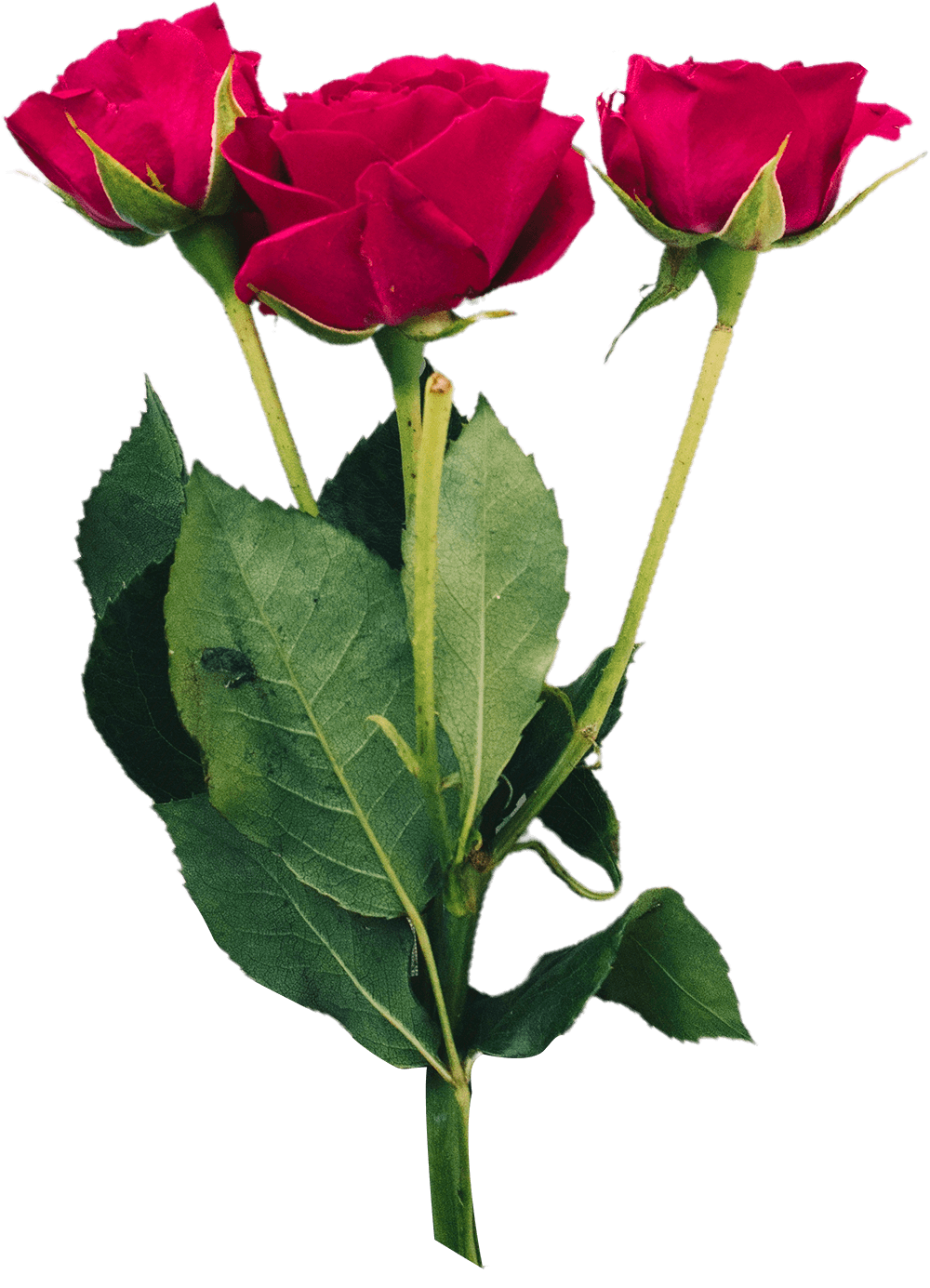 Rose PNG Transparent
